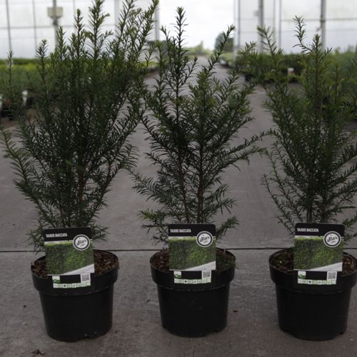 [P] Taxus baccata cont. 3L 40-50 cm