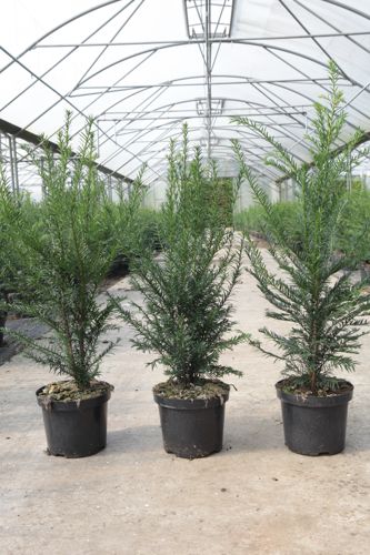 Taxus baccata cont. 3L 50-60 cm
