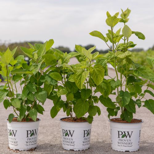 Hydrangea arborescens Proven Winners® STRONG ANNABELLE (PBR) cont. 3L déco +p