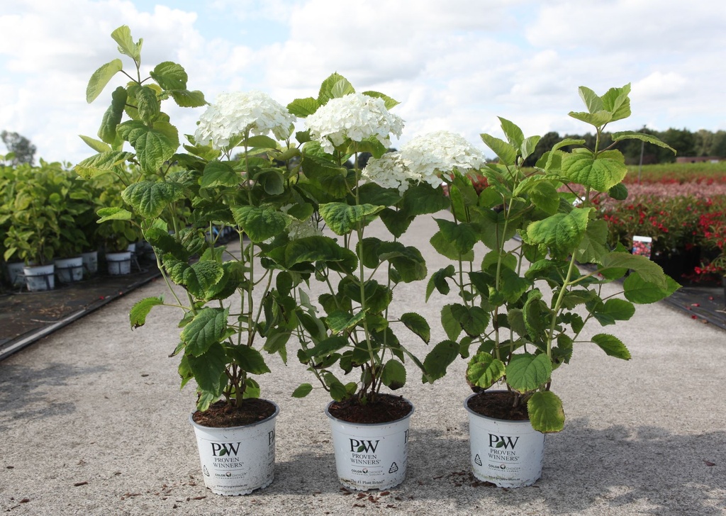 Hydrangea arborescens Proven Winners® STRONG ANNABELLE (PBR) cont. 3L deco +p