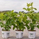 Hydrangea arborescens Proven Winners® STRONG ANNABELLE (PBR) cont. 3L Proven Winners® +p