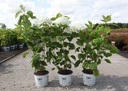 Hydrangea arborescens Proven Winners® STRONG ANNABELLE (PBR) cont. 3L déco +p