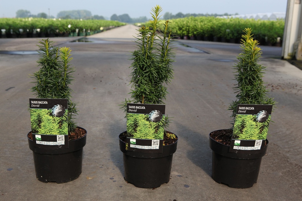 [P] Taxus baccata 'David' cont. 2L 25-30 cm +B
