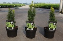 Taxus baccata 'David' cont. 2L 25-30 cm +ф