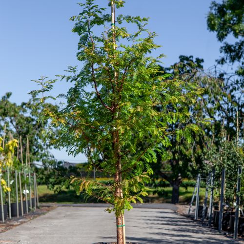 [P] Taxodium distichum cont. 18L 175/+ cm
