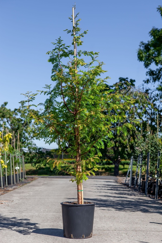 Taxodium distichum cont. 18L 175/+ cm