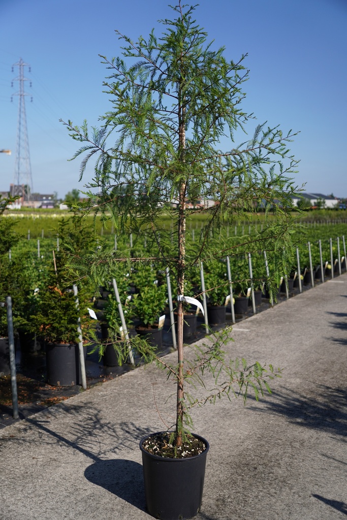 Taxodium distichum cont. 18L 175/+ cm