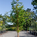 Taxodium distichum cont. 18L 175/+ cm