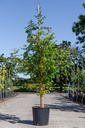 Taxodium distichum cont. 18L 175/+ cm
