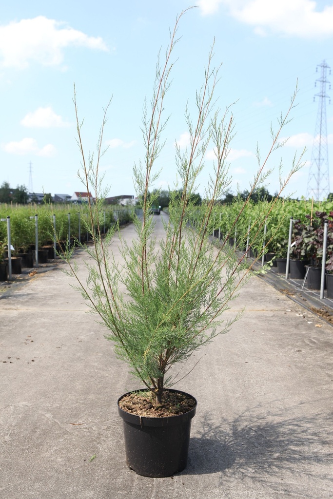 [P] Tamarix 'Hulsdonk White' (PBR) cont. 10L 100-125 cm +B