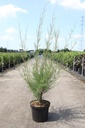 Tamarix 'Hulsdonk White' (PBR) cont. 10L 100-125 cm +f
