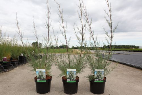 Tamarix 'Hulsdonk White' (PBR) cont. 3,6L 60-80 cm +p