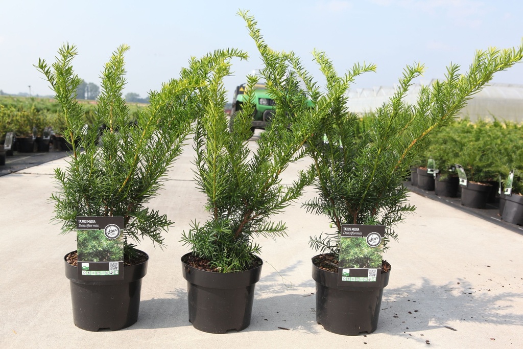 Taxus media 'Densiformis' cont. 3L 30-40 cm +p