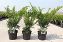 Taxus media 'Densiformis' cont. 3L 30-40 cm +f