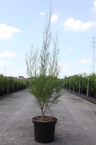 Tamarix ramosissima 'Rubra' cont. 10L 80-100 cm +ф