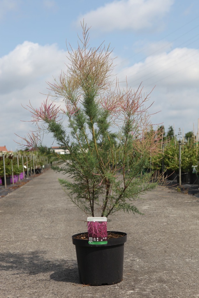 Tamarix ramosissima 'Rubra' cont. 10L 80-100 cm +ф