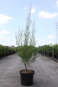 Tamarix ramosissima 'Rubra' cont. 10L 80-100 cm +ф