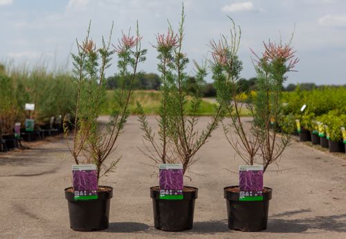 Tamarix ramosissima 'Rubra' cont. 3,6L 60-80 cm +p