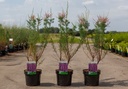 Tamarix ramosissima 'Rubra' cont. 3,6L 60-80 cm +B
