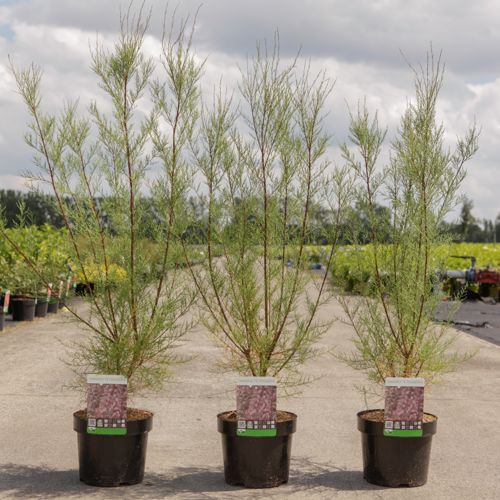Tamarix tetrandra cont. 3,6L 60-80 cm +B