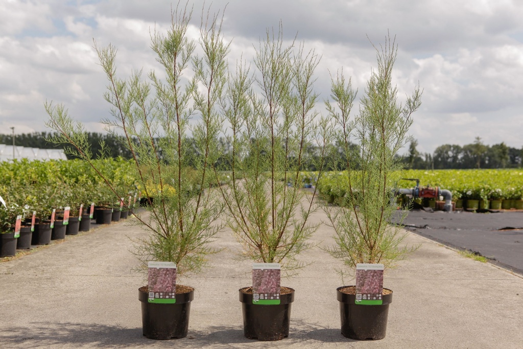 Tamarix tetrandra cont. 3,6L 60-80 cm +p