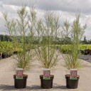 Tamarix tetrandra cont. 3,6L 60-80 cm +ф