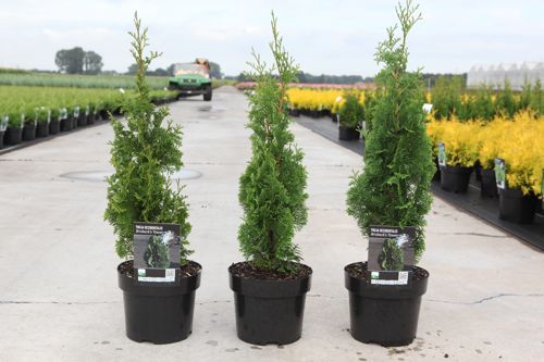 [P] Thuja occidentalis 'Brobecks Tower' cont. 3L 25-30 cm +p