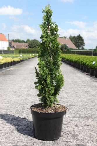 [P] Thuja occidentalis 'Brobecks Tower' cont. 7,5L 40-50 cm