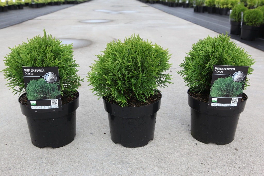 [P] Thuja occidentalis 'Danica' cont. 3L 20-25 cm +ф
