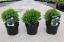 Thuja occidentalis 'Danica' cont. 3L 20-25 cm +f