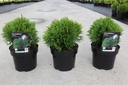Thuja occidentalis 'Danica' cont. 3L 20-25 cm +p