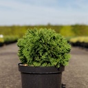 Thuja occidentalis 'Danica' cont. 7,5L 30-40 cm