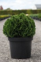 Thuja occidentalis 'Danica' cont. 7,5L 30-40 cm