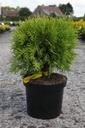 Thuja occidentalis 'Danica Aurea' cont. 7,5L 40/+ cm