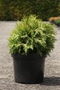 Thuja occidentalis 'Danica Aurea' cont. 7,5L 40/+ cm