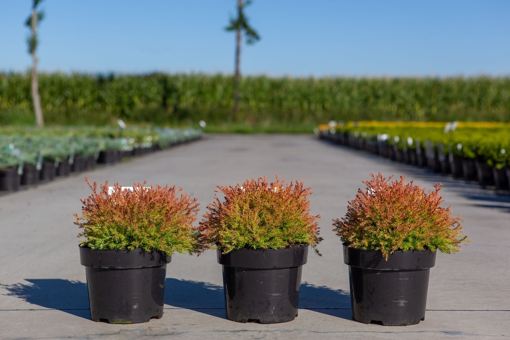 [P] Thuja occidentalis FIRE CHIEF (PBR) cont. 3L 25-30 cm +ф