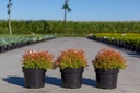 Thuja occidentalis FIRE CHIEF (PBR) cont. 3L 25-30 cm +f