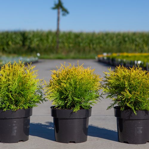 [P] Thuja occidentalis 'Golden Globe' cont. 3L 25/+ cm +ф