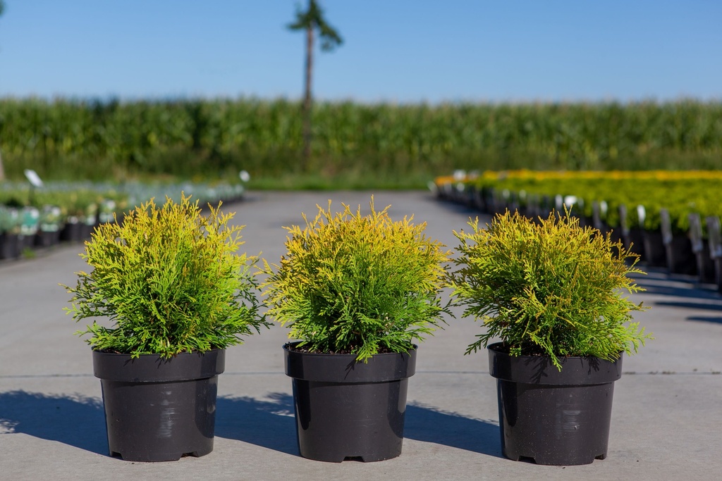 [P] Thuja occidentalis 'Golden Globe' cont. 3L 25/+ cm +ф