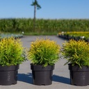 Thuja occidentalis 'Golden Globe' cont. 3L 25/+ cm +B