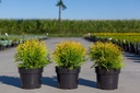 Thuja occidentalis 'Golden Globe' cont. 3L 25/+ cm +B