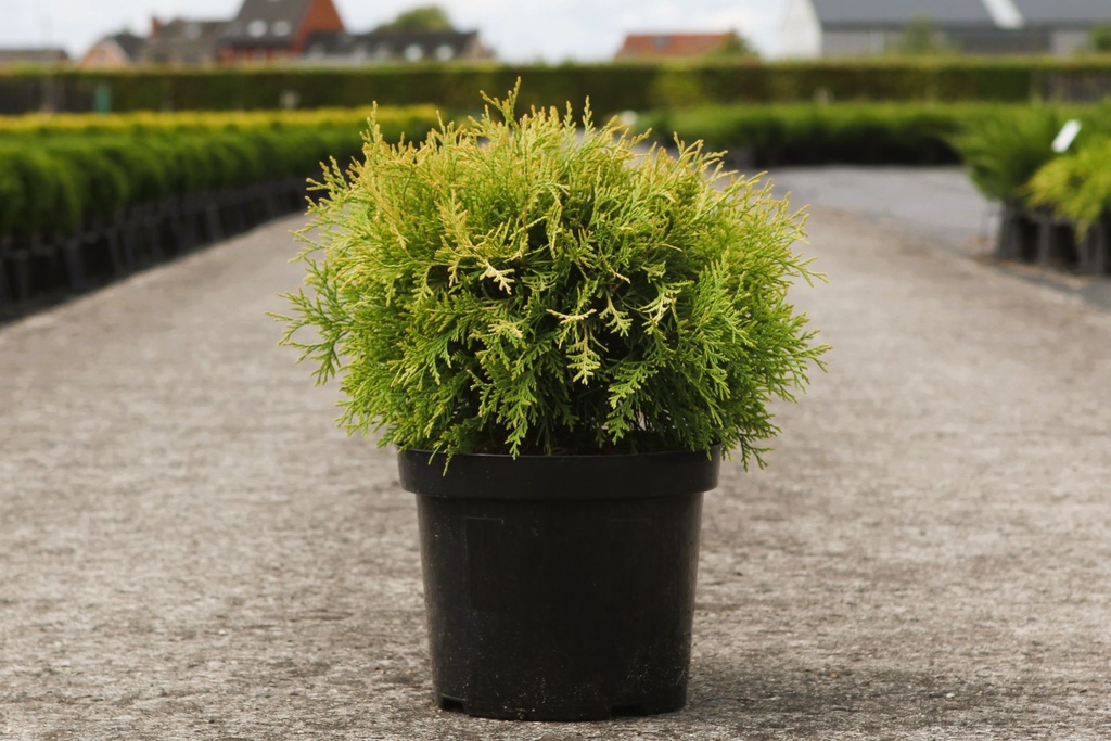 Thuja occidentalis 'Golden Globe' cont. 7,5L 40/+ cm