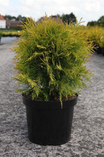 [P] Thuja occidentalis 'Golden Globe' cont. 7,5L 40/+ cm