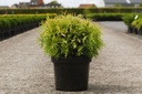 Thuja occidentalis 'Golden Globe' cont. 7,5L 40/+ cm