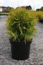 Thuja occidentalis 'Golden Globe' cont. 7,5L 40/+ cm