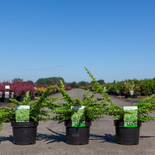 [P] Berberis thunbergii 'Green Carpet' cont. 3,6L 30-40 cm +B
