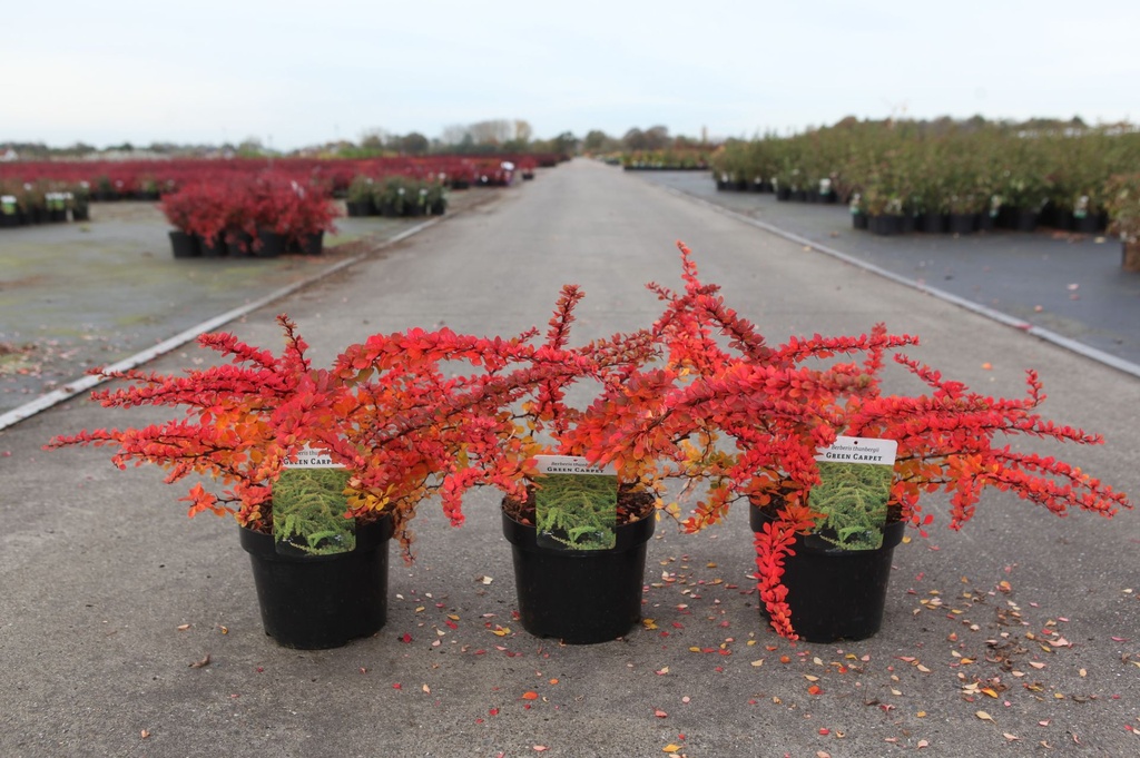 [P] Berberis thunbergii 'Green Carpet' cont. 3,6L 30-40 cm +p