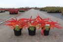 Berberis thunbergii 'Green Carpet' cont. 3,6L 30-40 cm +ф