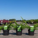 Berberis thunbergii 'Green Carpet' cont. 3,6L 30-40 cm +p