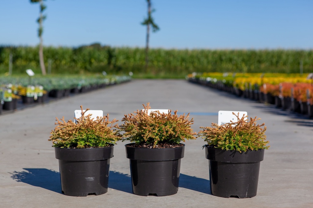 Thuja occidentalis 'Golden Tuffet' cont. 3L 20-25 cm +p